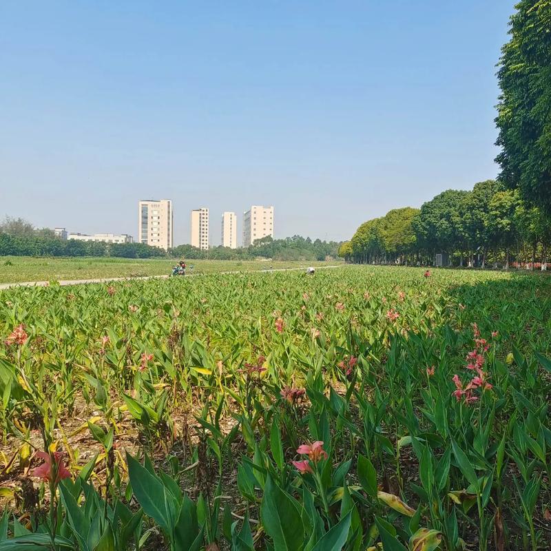 東莞生態(tài)園 都市綠肺，自然與科技交融的休閑勝地