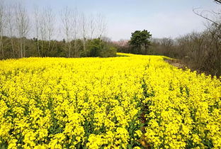 偷得浮生半日閑，一路踏青到平山——平山生態(tài)園春日游園采摘季歡迎您